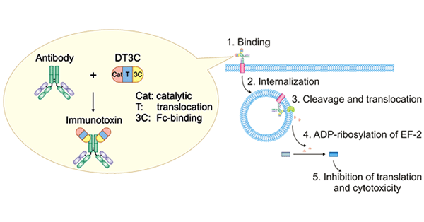 DT3C：ADC抗体内化效率体外检测新工具